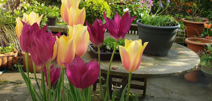 Ontbijt voortreffelijk