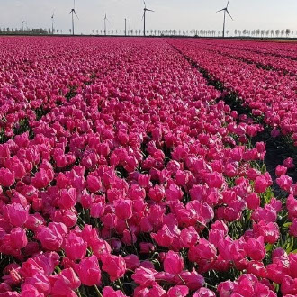 omgeving-zeeland