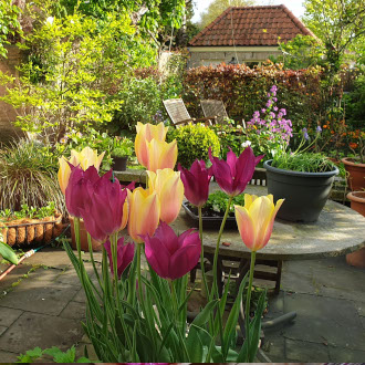 tuin-1